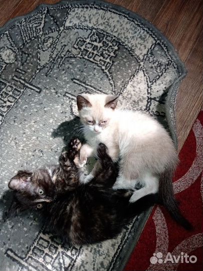 Котята бесплатно