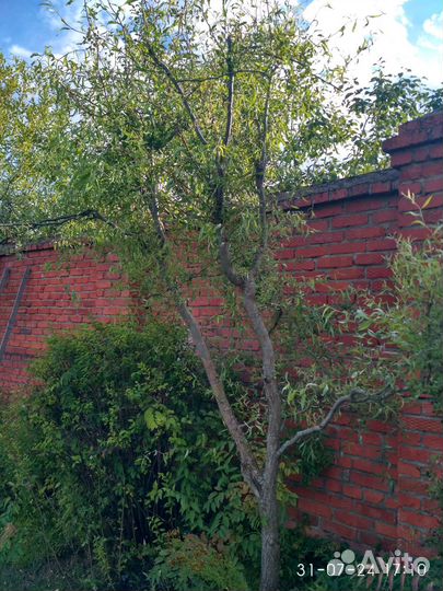 Ива Извилистая