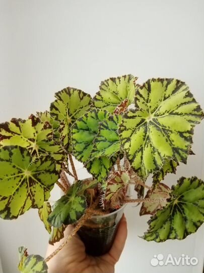 Бегония тигровая