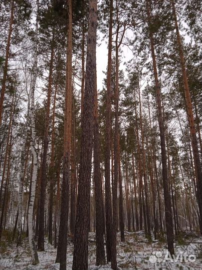 Лес кругляк сосна
