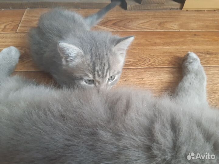 Котёночек мальчик