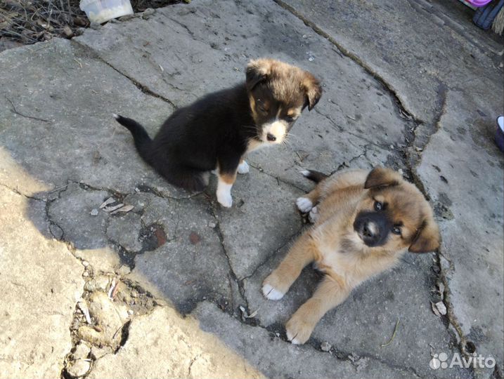 Отдам в добрые руки щенят