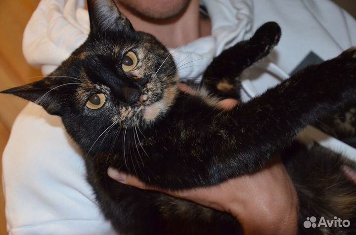 Отдадим в добрые руки