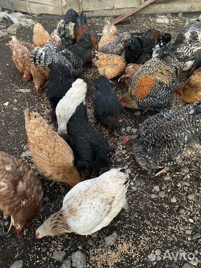 Куры на яйцо