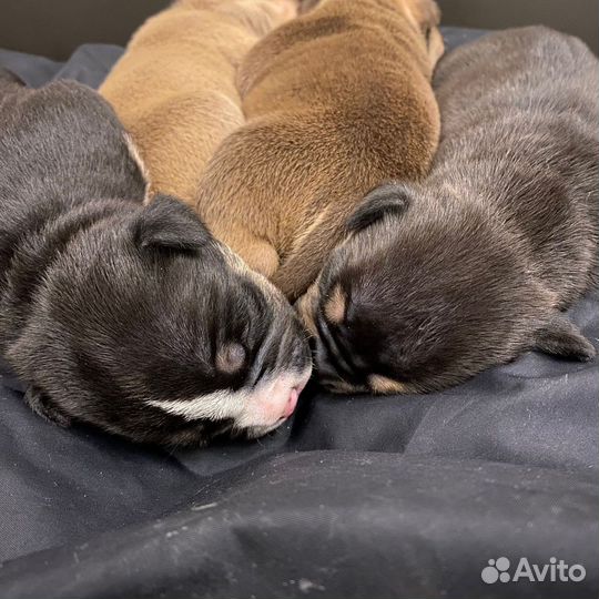 Щенки американских булли