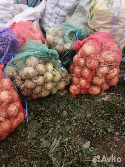 Лук репчатый продажа