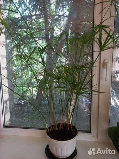 Циперус папирус