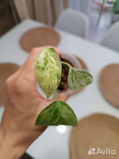 Эпипремнум Бали Ханоман