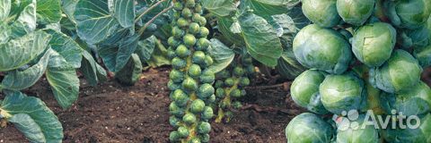 Семена Капусты брюссельской 