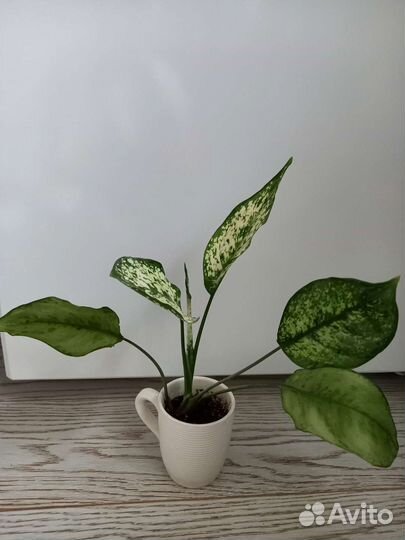 Аглаонема фёрст даймонд