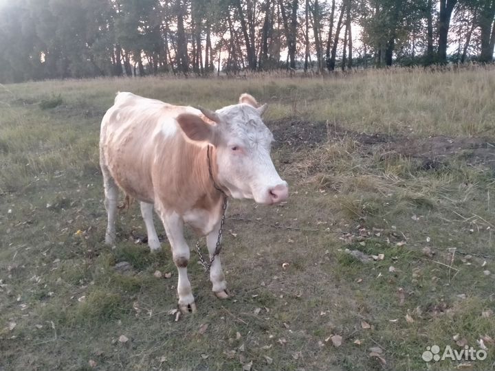 Телки