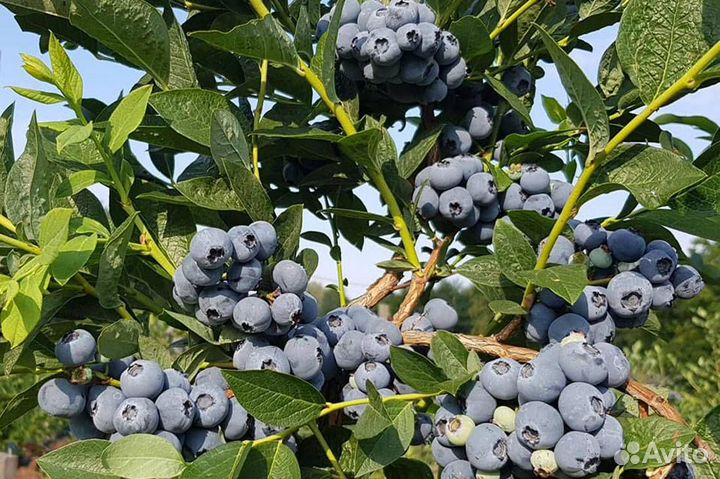 Саженцы Голубики Блюкроп дюк в горшке 3л доставка