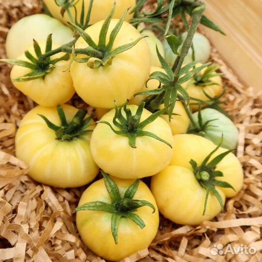 Семена крупноплодных томатов