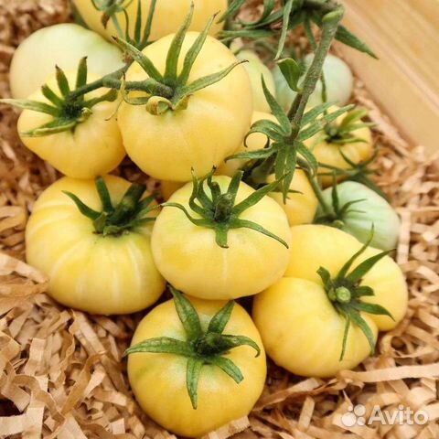 Семена крупноплодных томатов