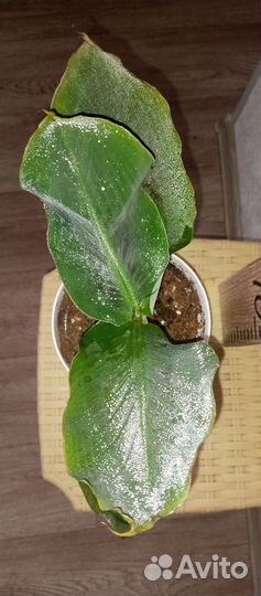 Банан карликовый Кавендиш 