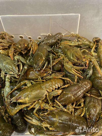 Раки, живые, варёные, креветка