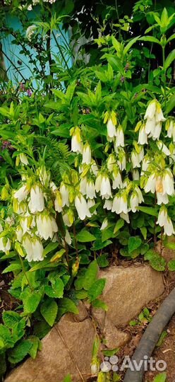 Колокольчик белый