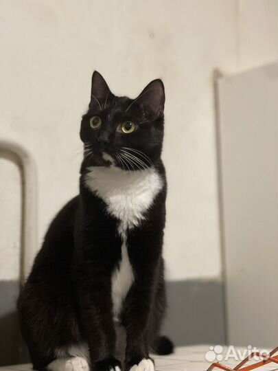 Полли ищет дом