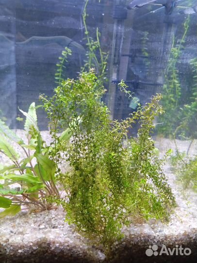 Растения аквариумные Микронтенум микродемоус