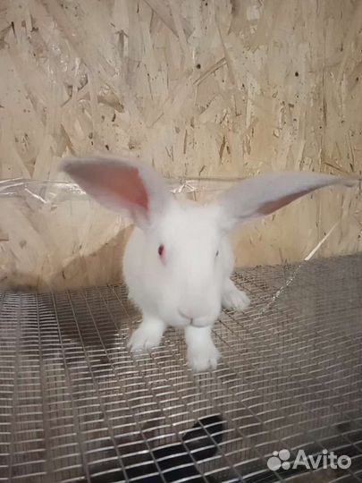 Кролики великаны