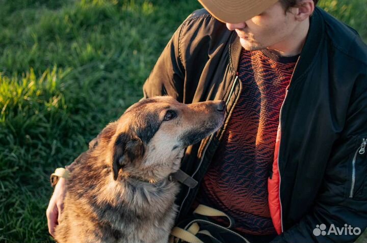 Самая преданная собака в приюте
