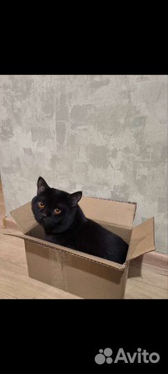 Котик в добрые руки