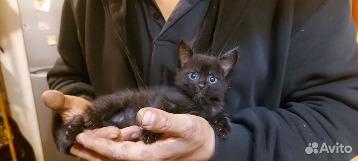 Передержка собак