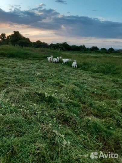 Продаются дойные козы молочной породы