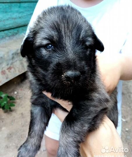 Собака в добрые руки щенок