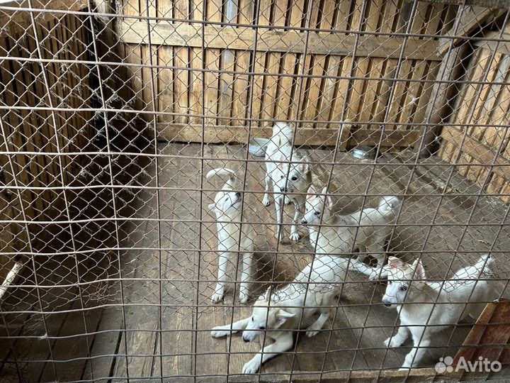 Продам щенков западно сибирскойлайки