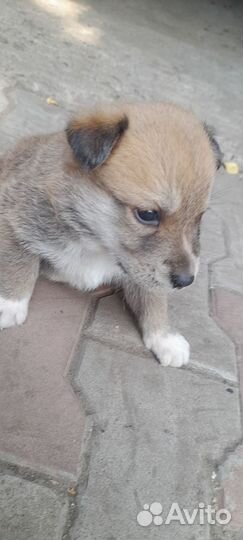 Щенки в добрые руки