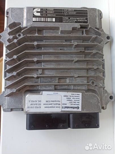 Эбу газель каменс, мозги