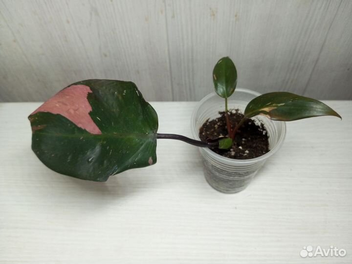 Филодендрон «Розовая принцесса»