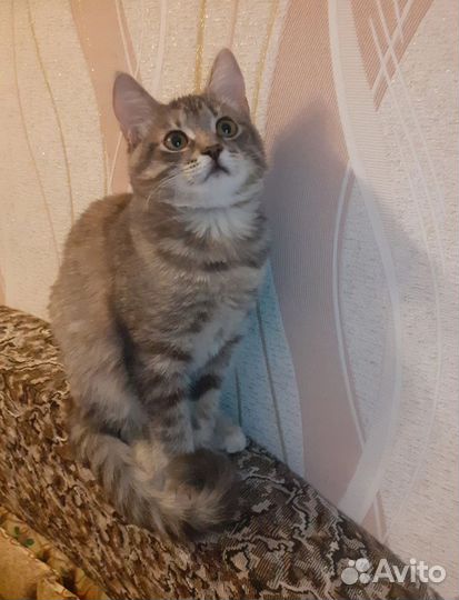 Леся