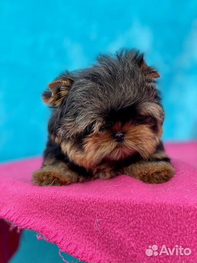 Йоркширский терьер мини щенки