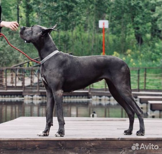 Ошейник цепочка трехрядный