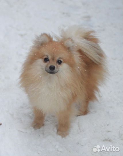 Взрослая девочка шпиц