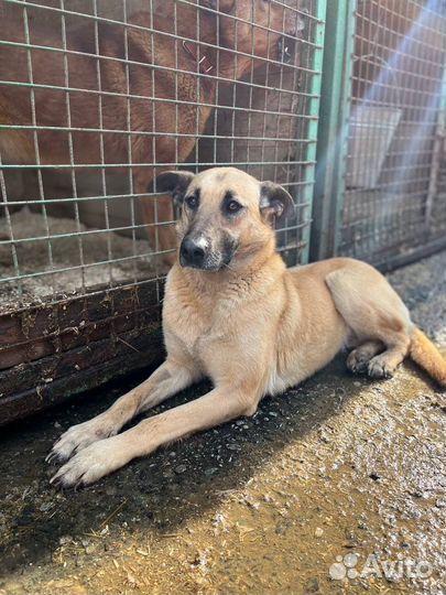Верная подруга ждет тебя в приюте