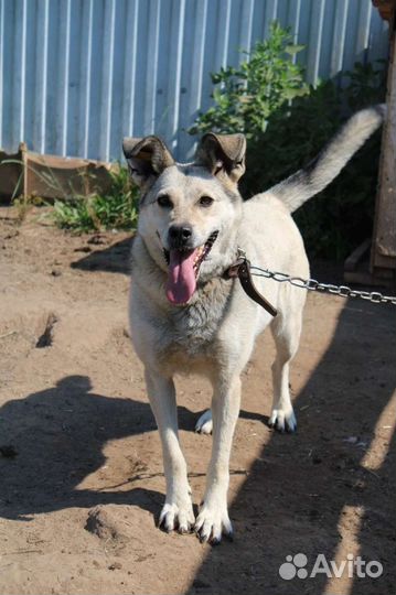 Нужен дом собаке