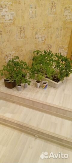 Рассада помидор, тыкв, баклажанов