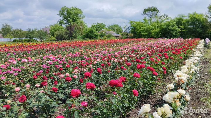 Продажа саженцев роз