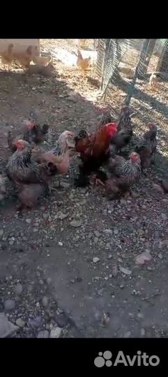 Куры и петухи брама