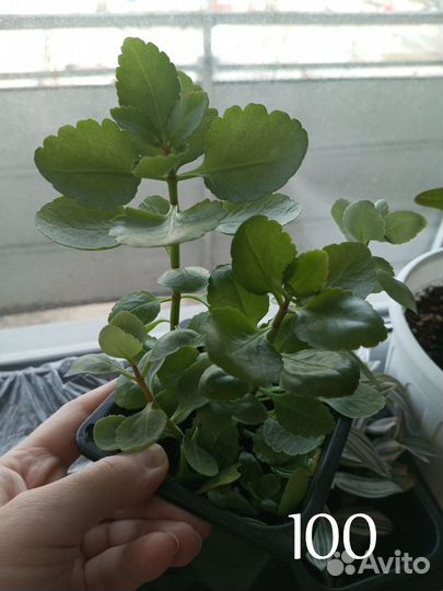 Комнатные цветы
