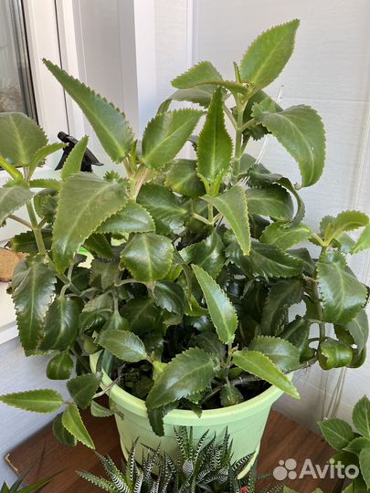 Каланхоэ лечебное