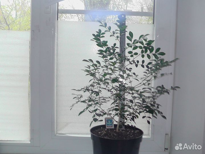 Муррайя взрослая