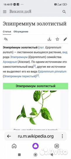 Эпипремиум золотистый