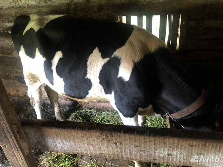 Быки на племя