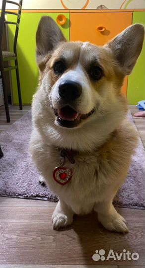 Корги