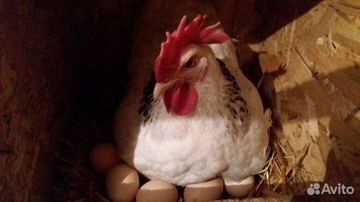 Цыплята и инкубационное яйцо Адлерской серебристой