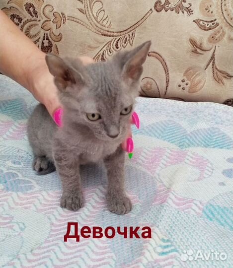 Канадский сфинкс кошка и котик